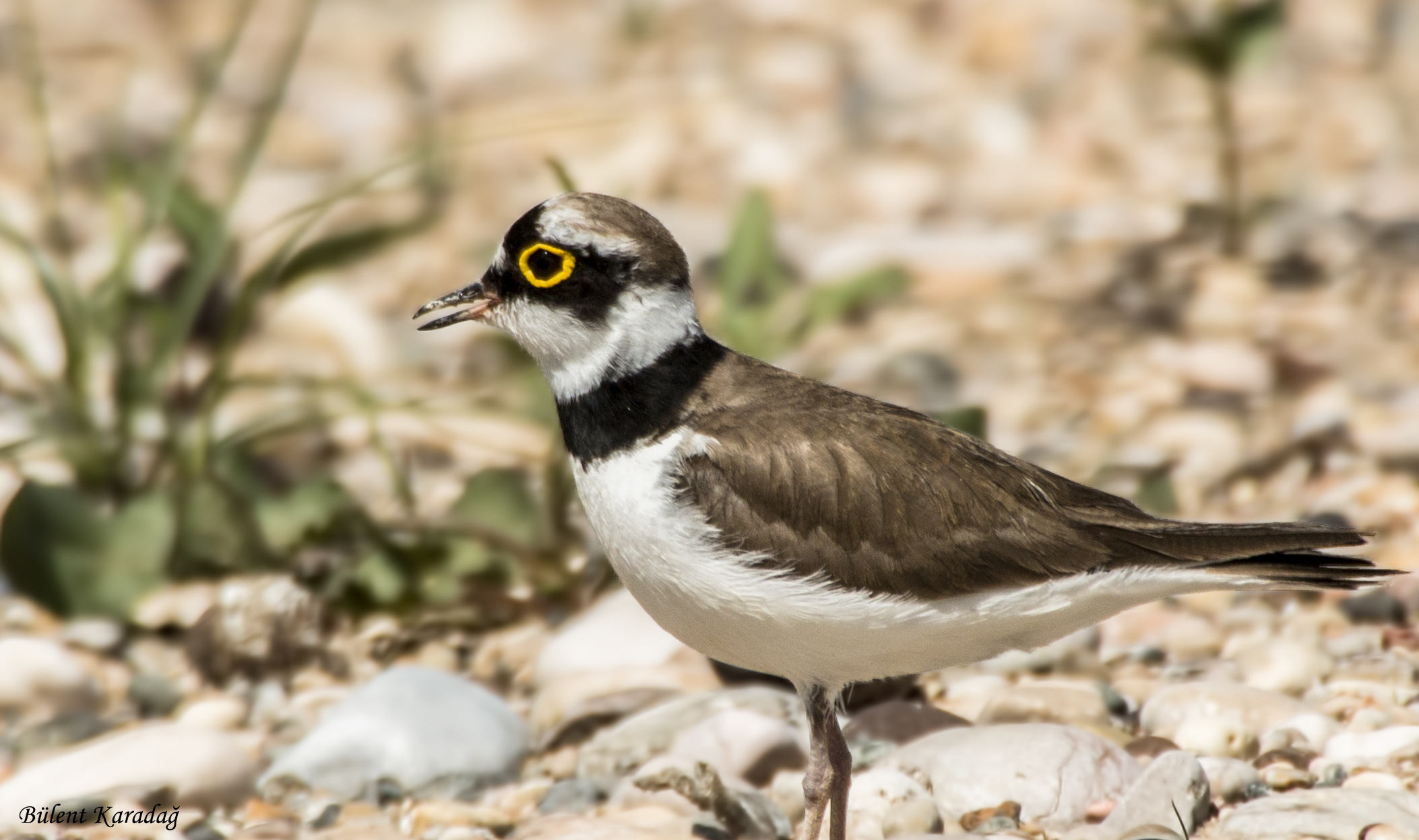 Little Ringed Plover